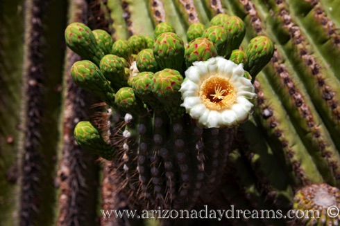 Saguaro Flower 1 Saguaro Flower 1